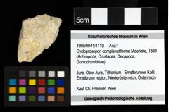 Foto (Objekt + Etiketten) von Cycloprosopon complanatiforme (Moericke, 1889)